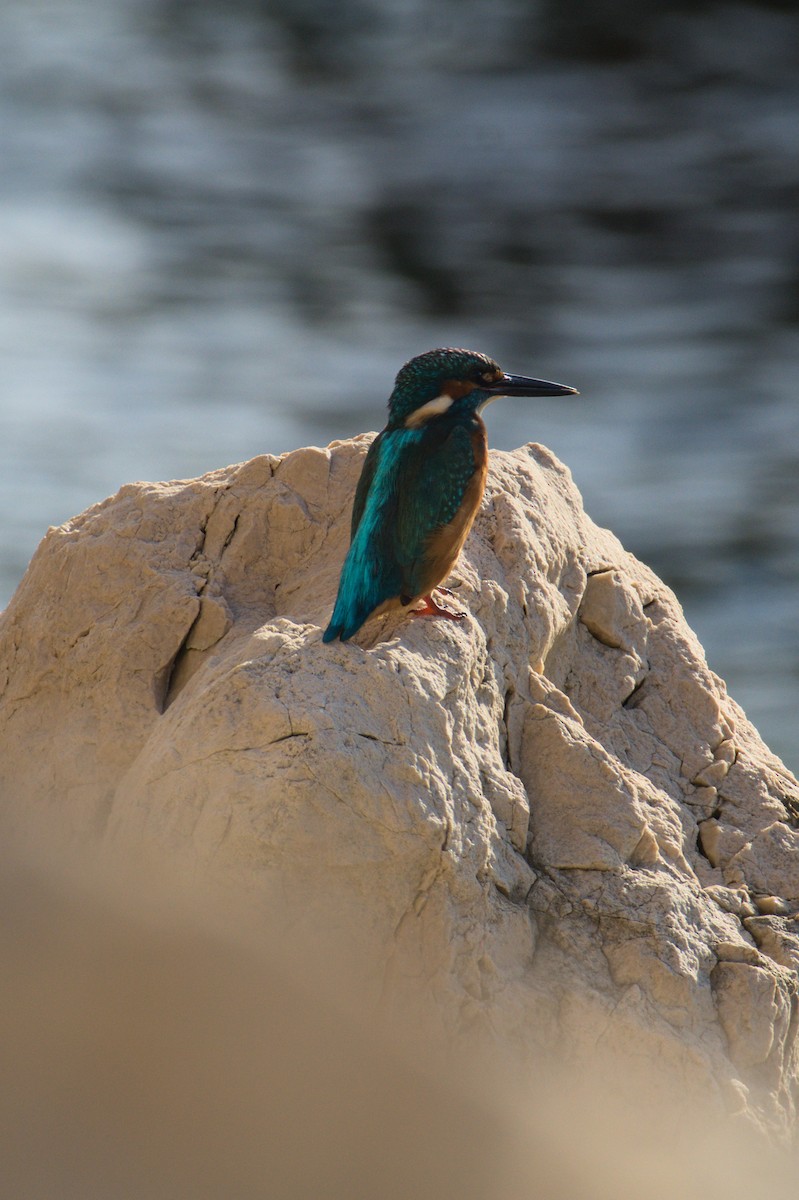 isfugl - ML645839624