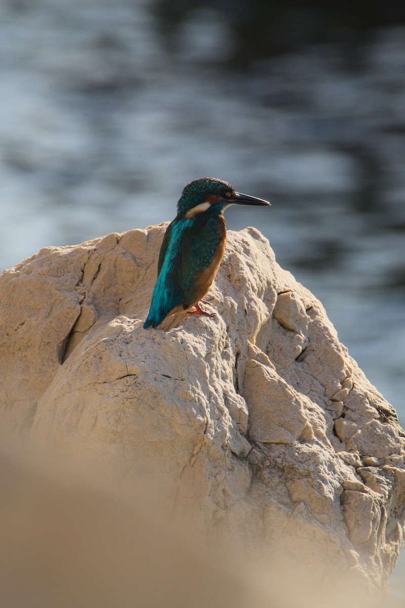 isfugl - ML645839625