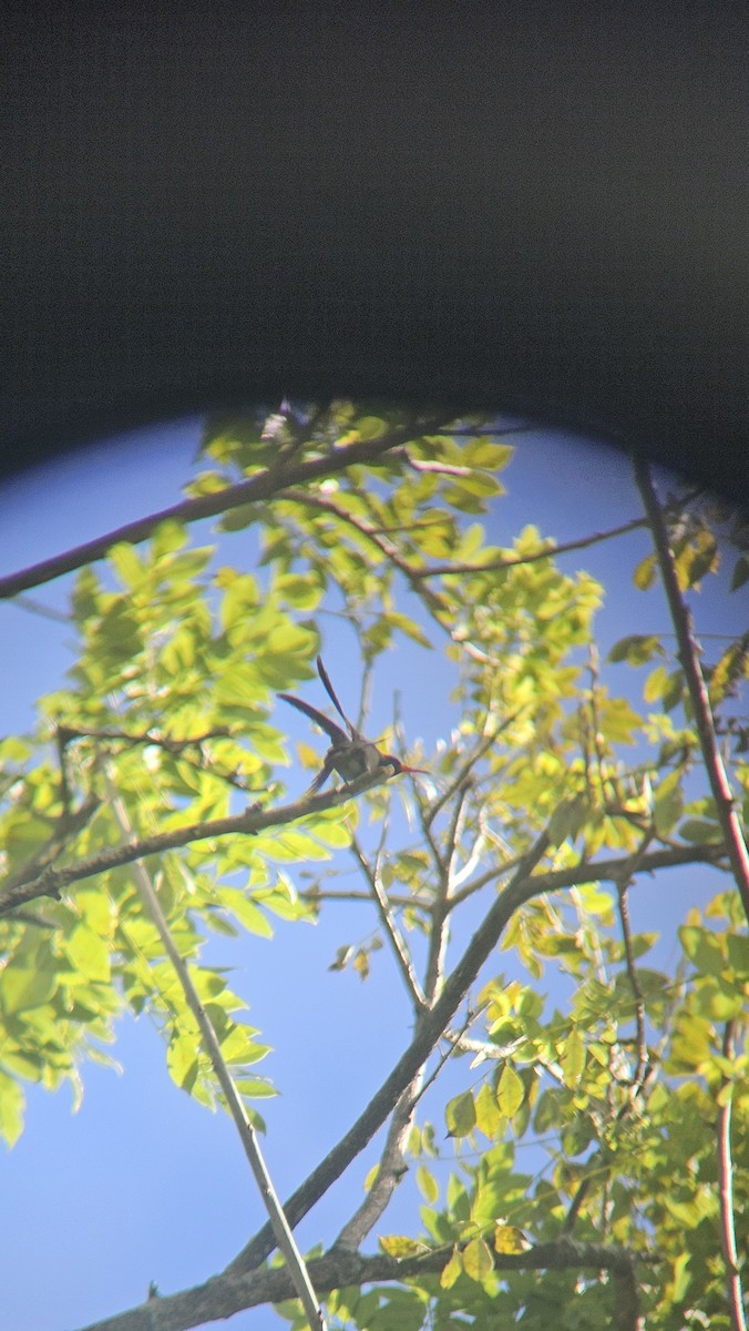 Blue-throated Goldentail - ML645839629