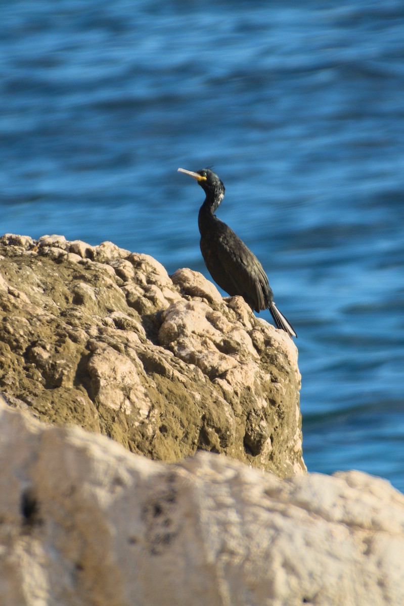 toppskarv - ML645839630