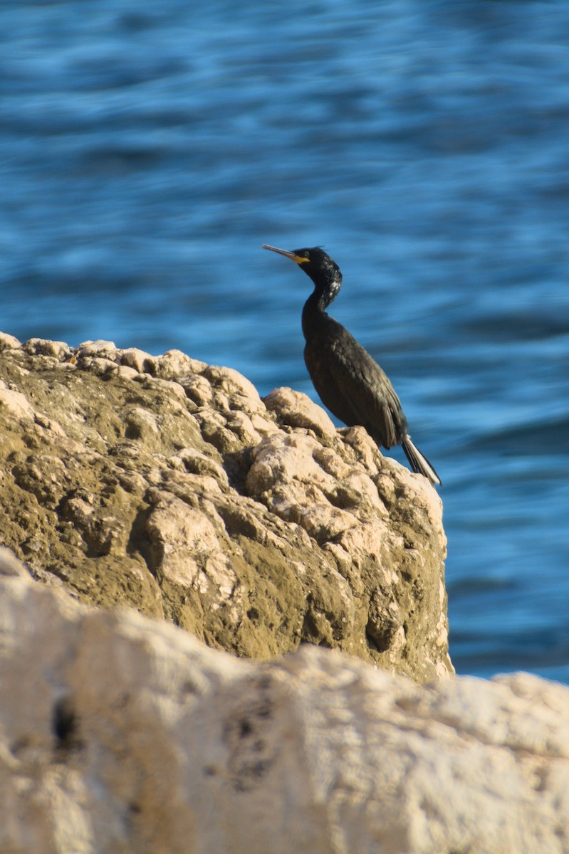 toppskarv - ML645839631