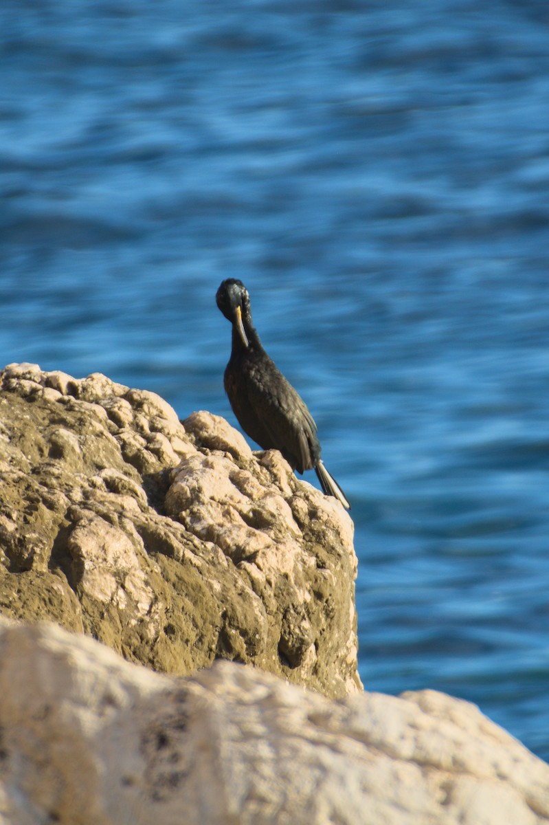 toppskarv - ML645839632