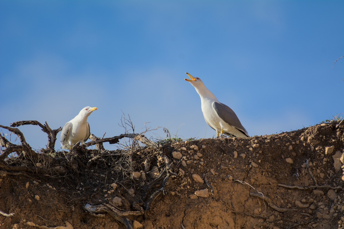 gulbeinmåke - ML645839638