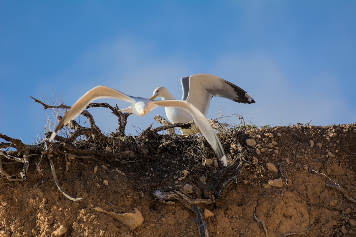 gulbeinmåke - ML645839639