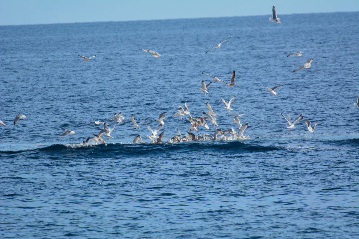 gulbeinmåke - ML645839640