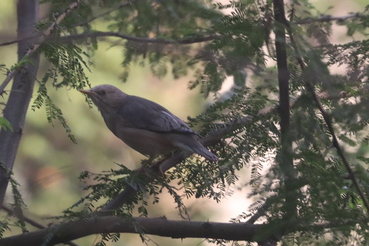 gråhodestær - ML645839642