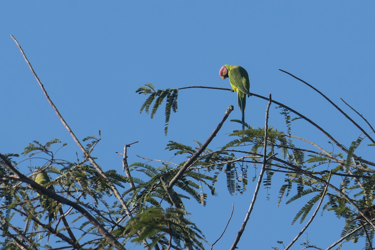 Blossom-headed Parakeet - ML645839646