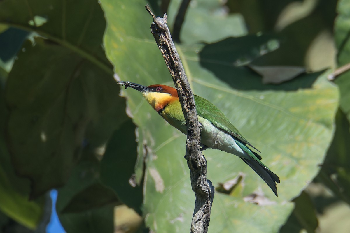 bengalbieter - ML645839652