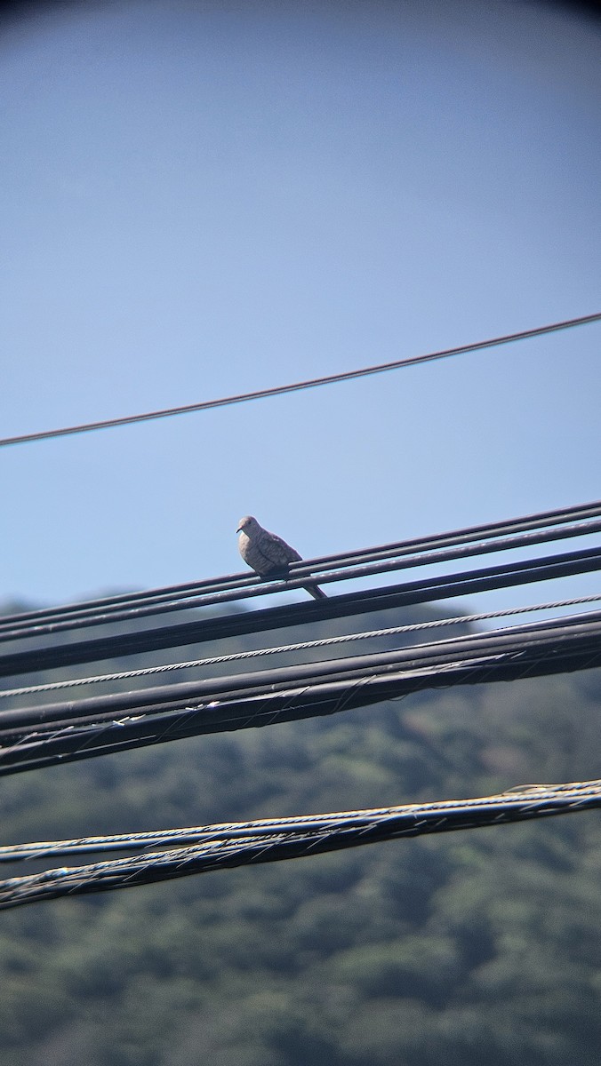 kaktusdue - ML645839656