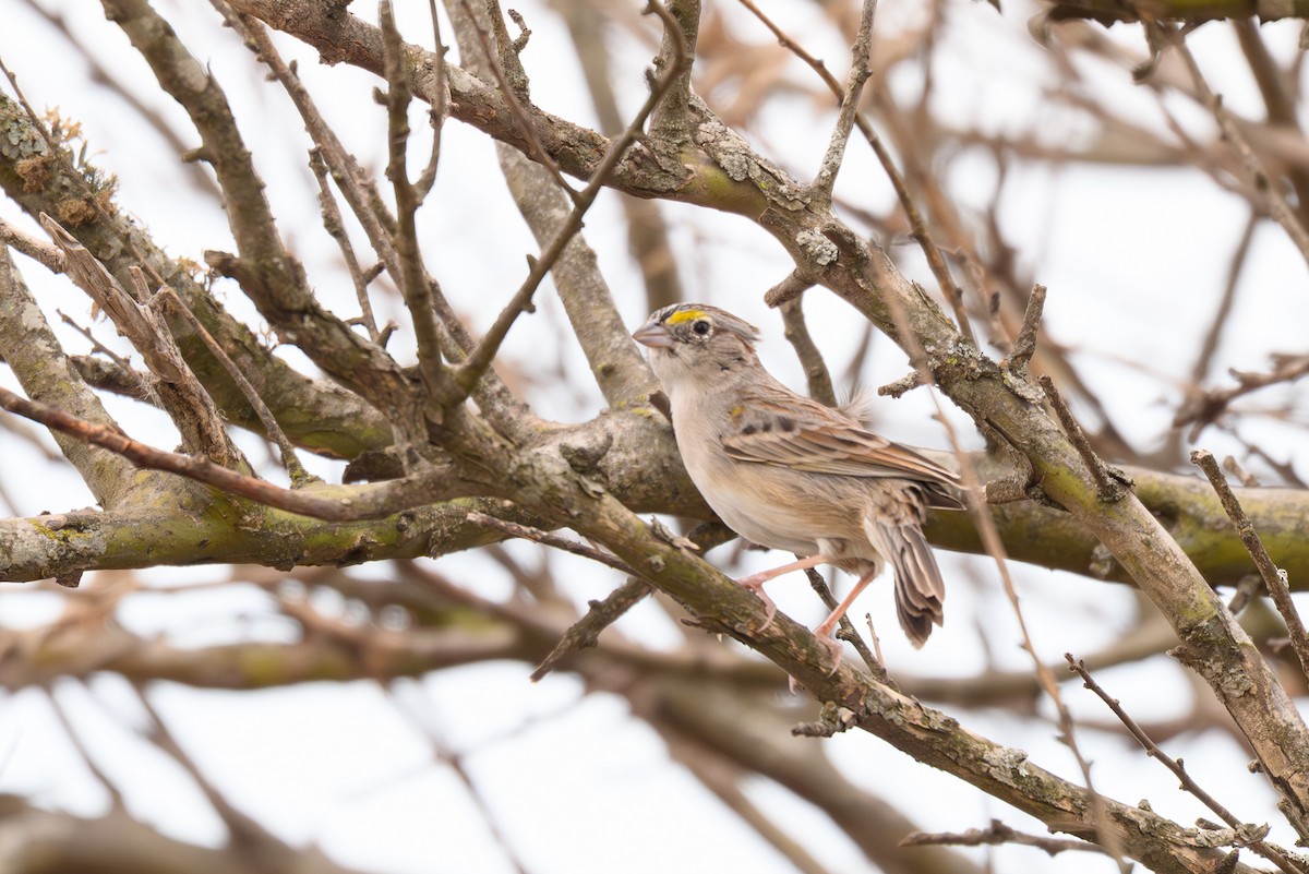 camposspurv - ML645839658