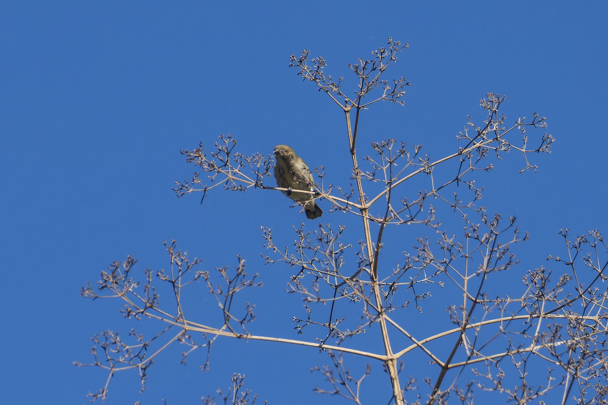 tykknebblomsterfugl (obsoleta gr.) - ML645839660