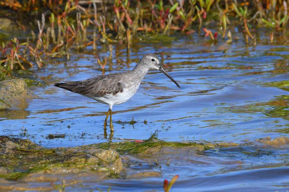 styltesnipe - ML645839663