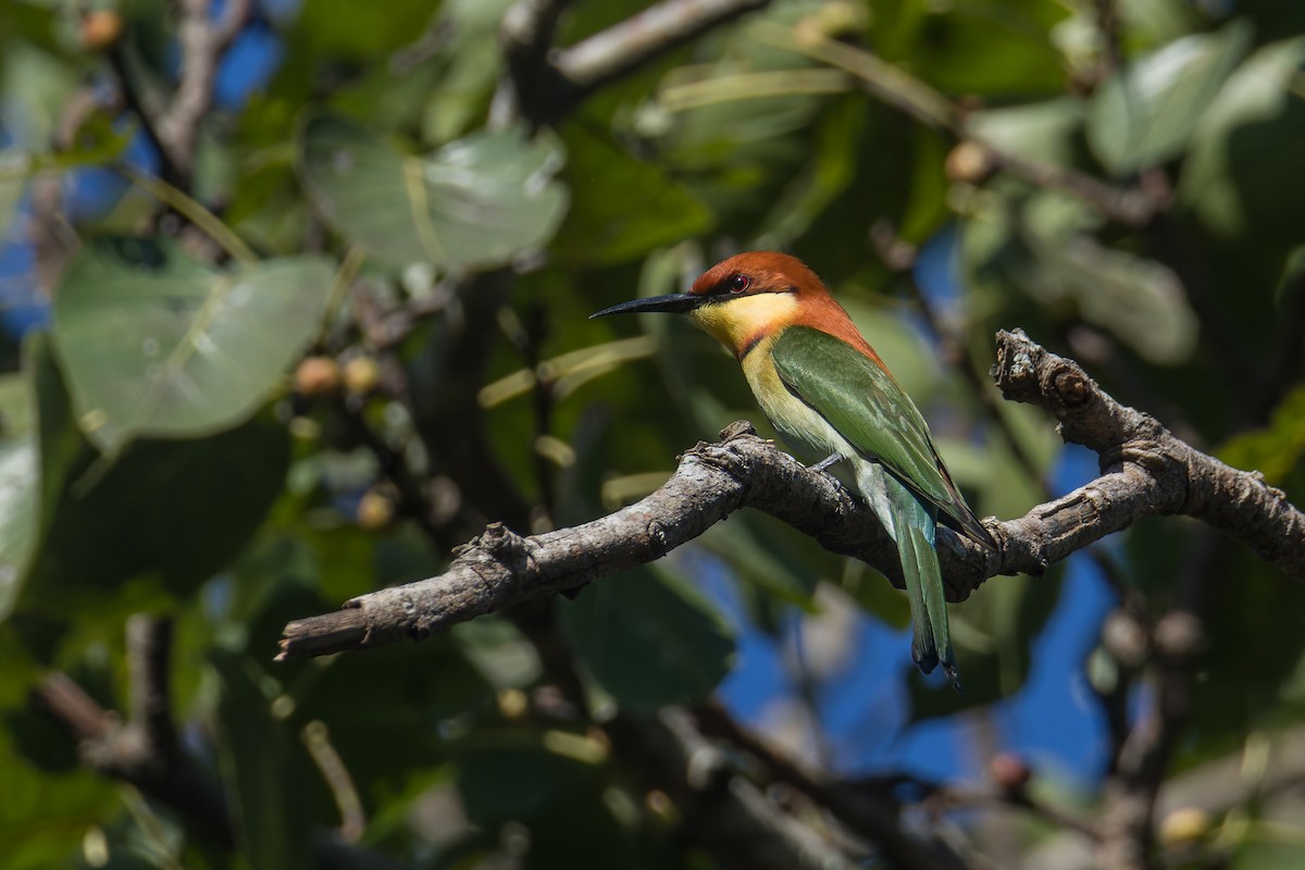 bengalbieter - ML645839664