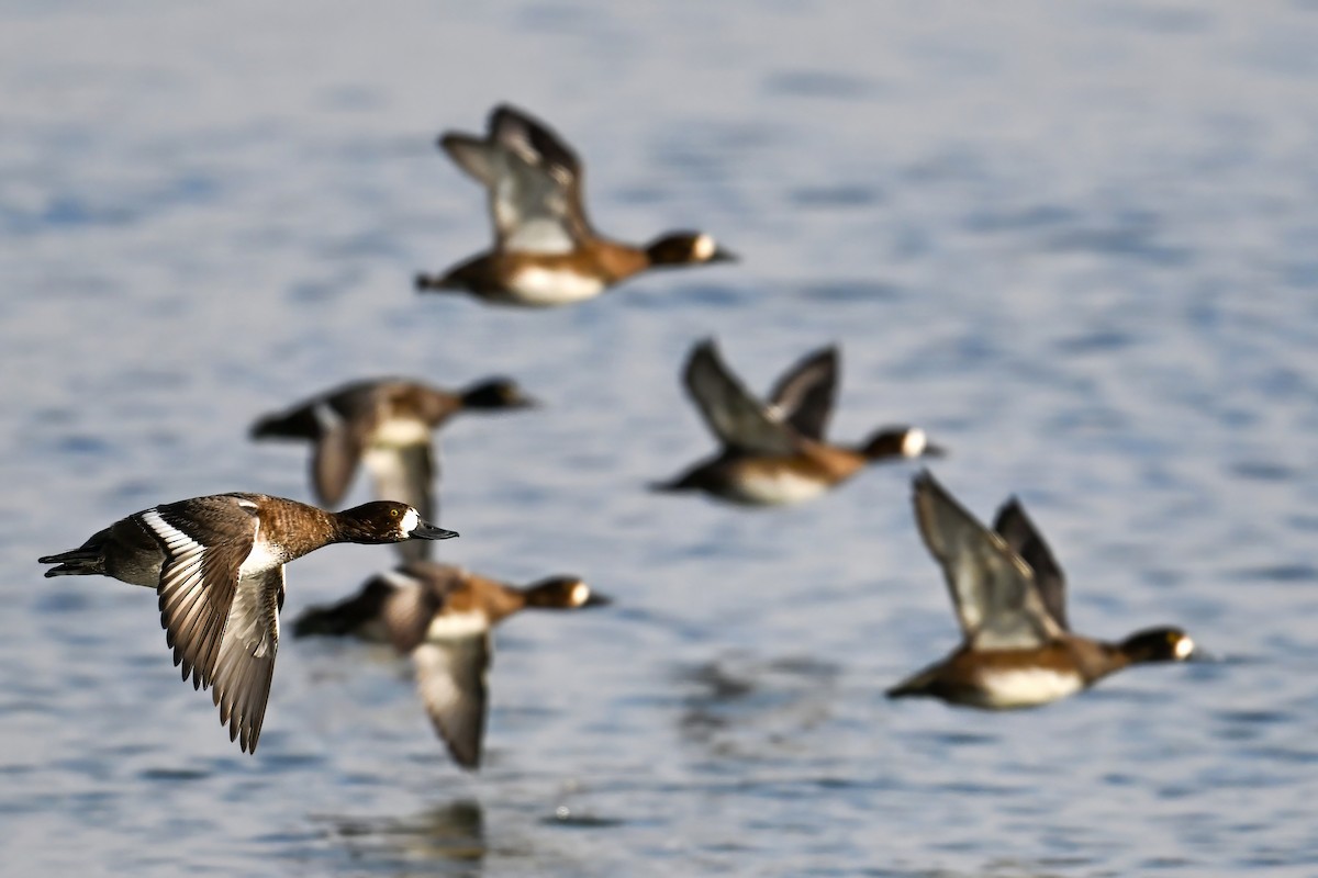 purpurhodeand - ML645839665