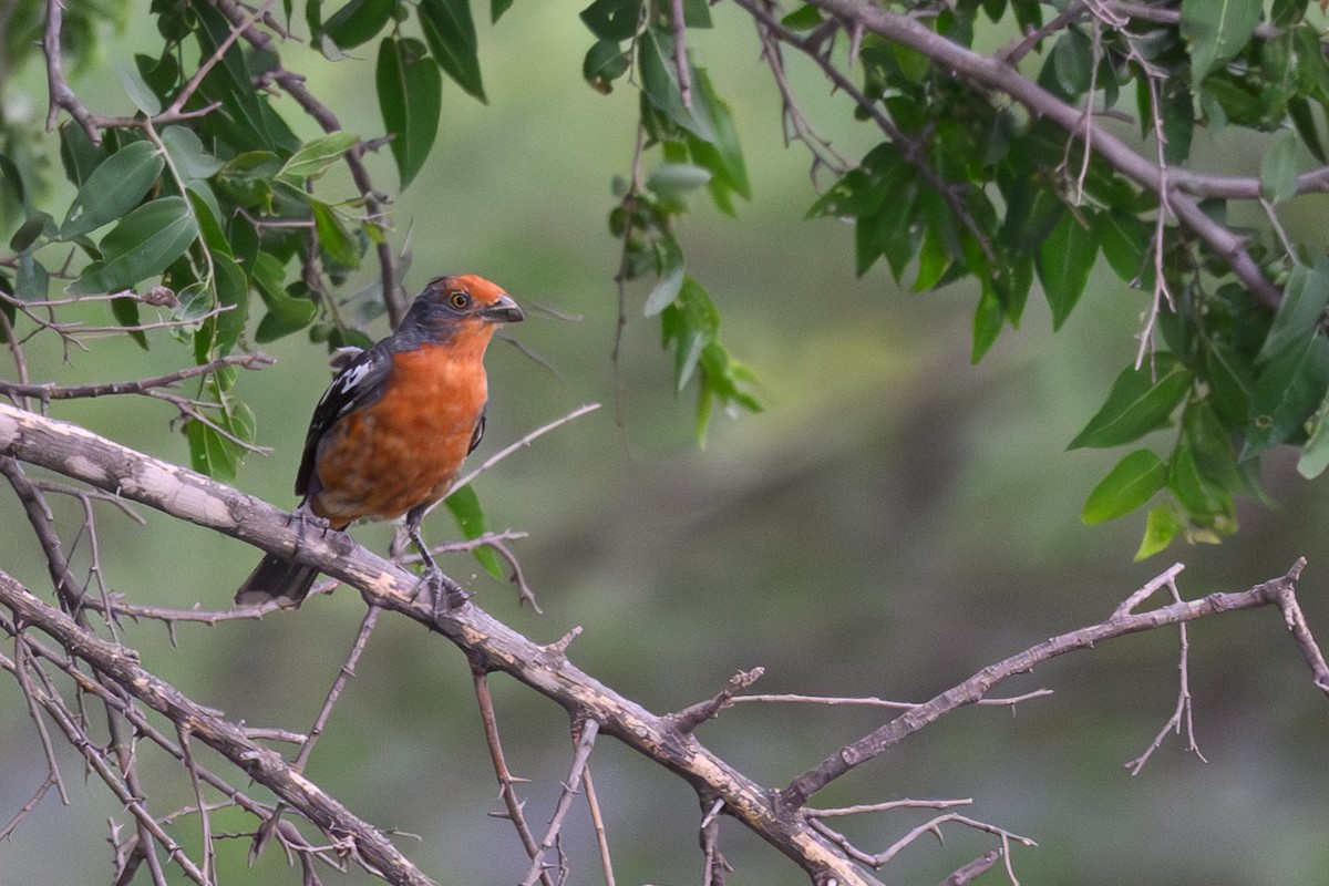 argentinaplanteklipper - ML645839666