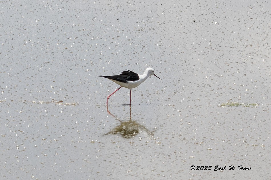 stylteløper - ML645839670