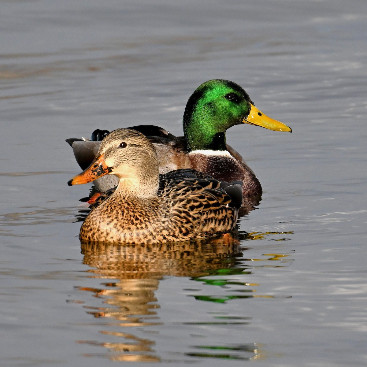 stokkand - ML645839671