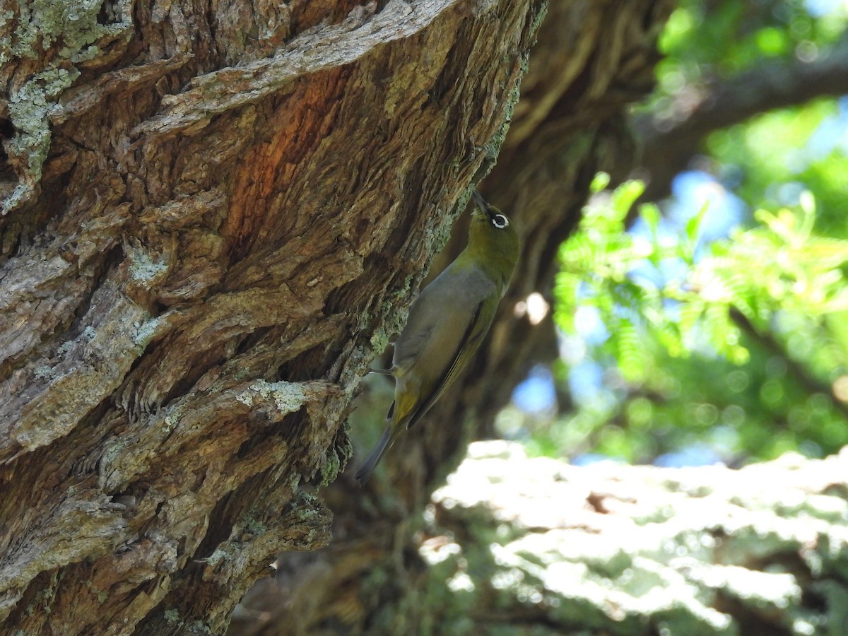 kappbrillefugl - ML645839673