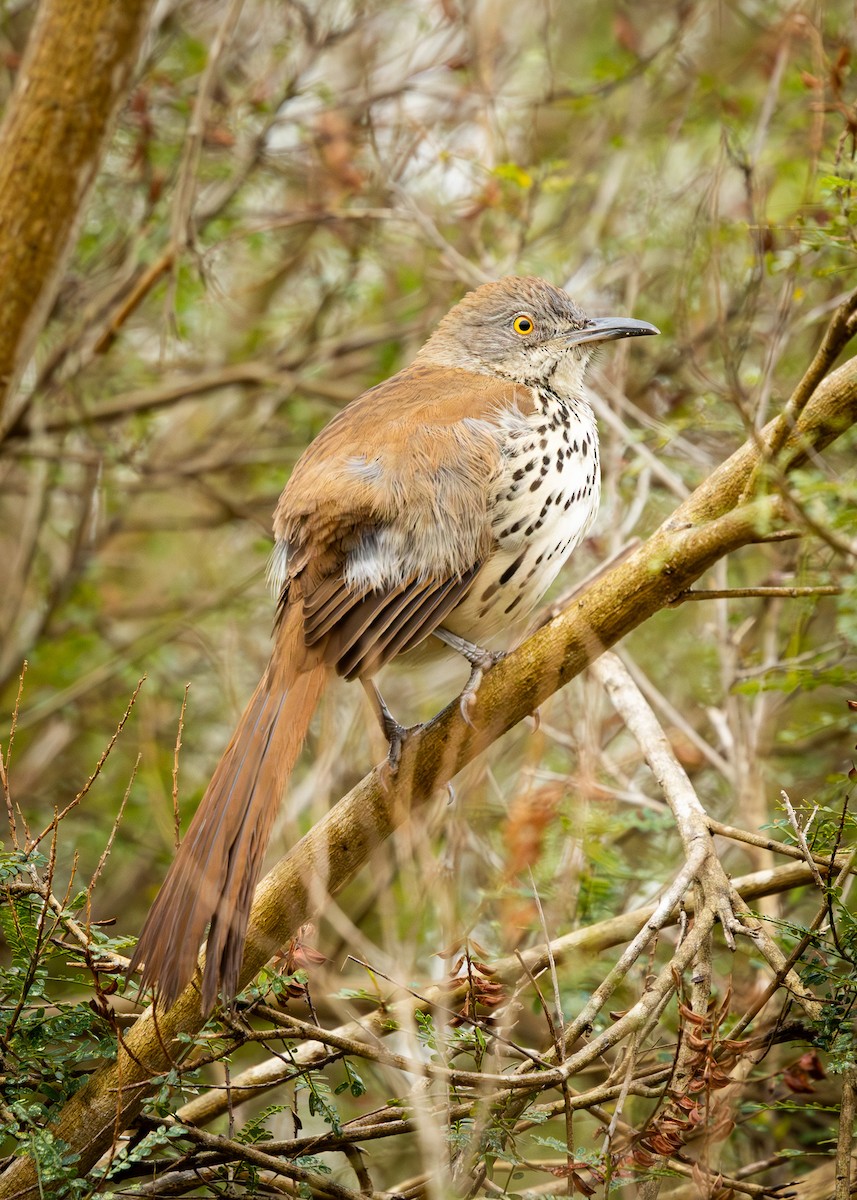 langnebbspottefugl - ML645839674