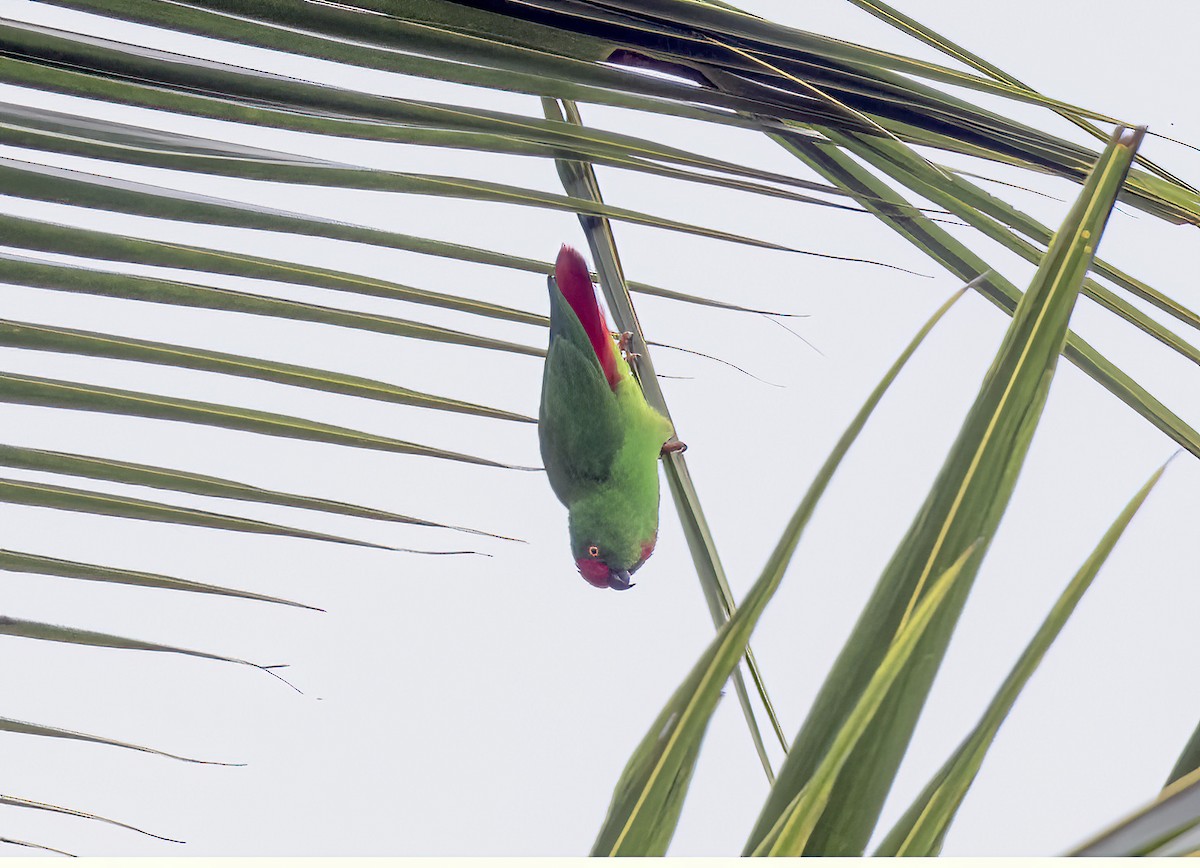 rødpannehengepapitt - ML645839677