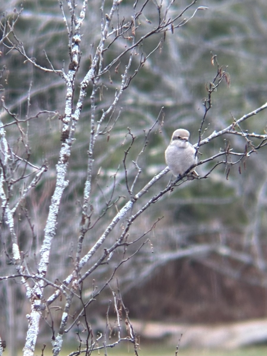 Northern Shrike - ML645839681