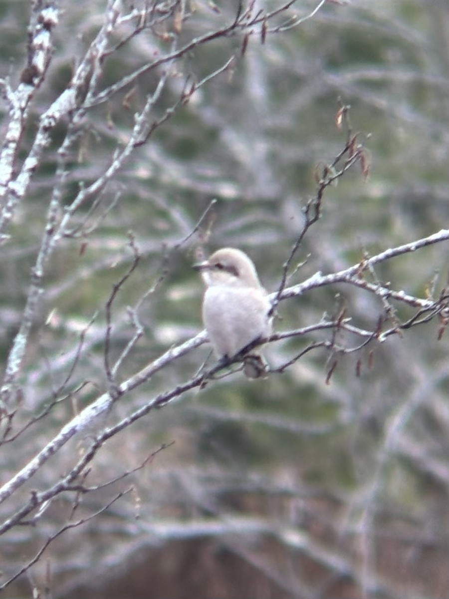 Northern Shrike - ML645839682