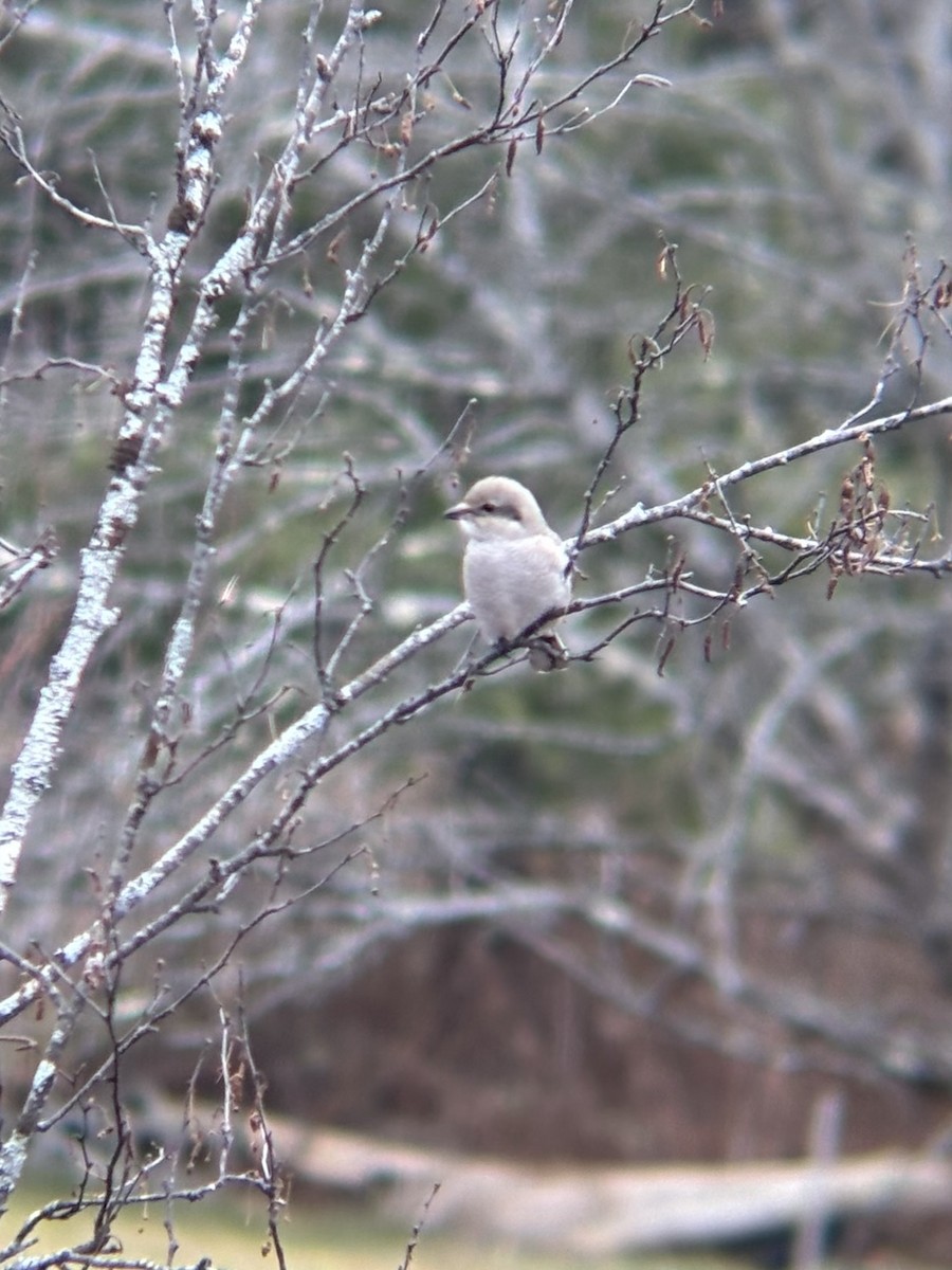 Northern Shrike - ML645839683