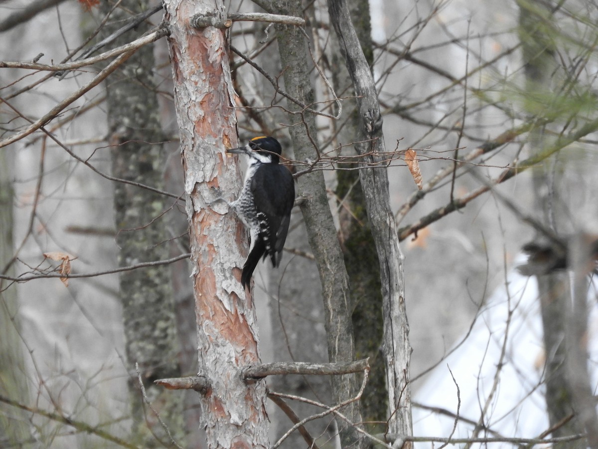 Black-backed Woodpecker - ML645839685