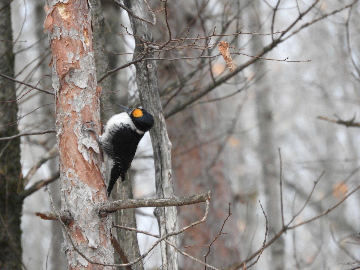 Black-backed Woodpecker - ML645839690