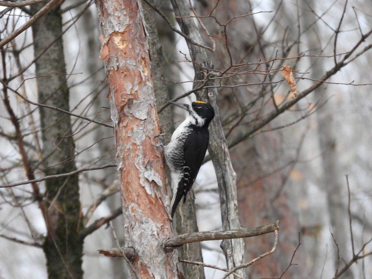 Black-backed Woodpecker - ML645839699