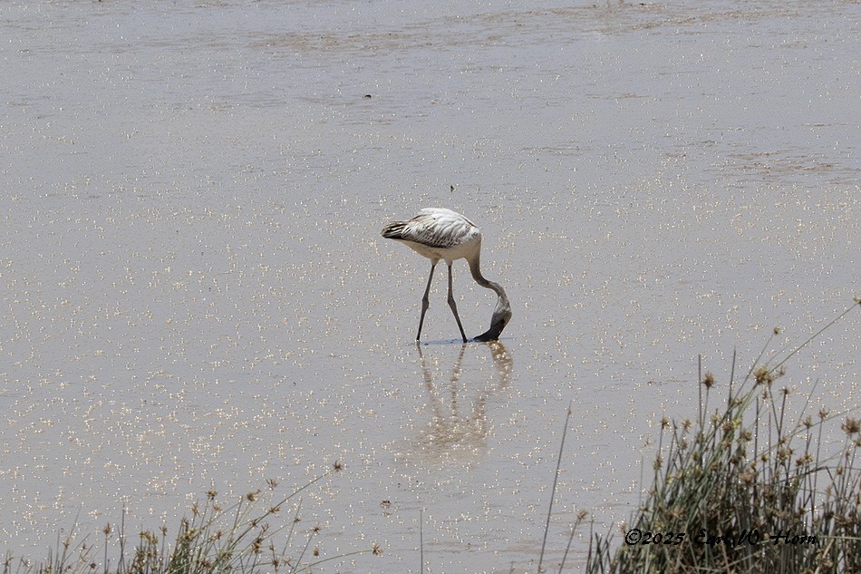 Zwergflamingo - ML645839701