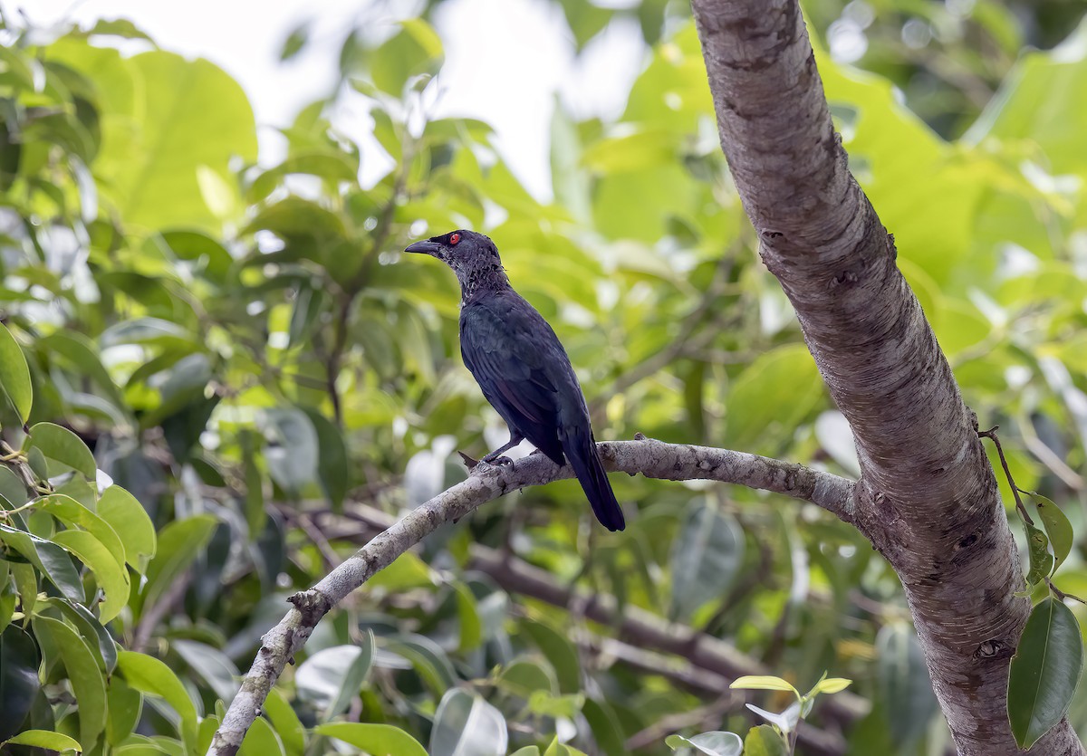 Asian Glossy Starling - ML645839712
