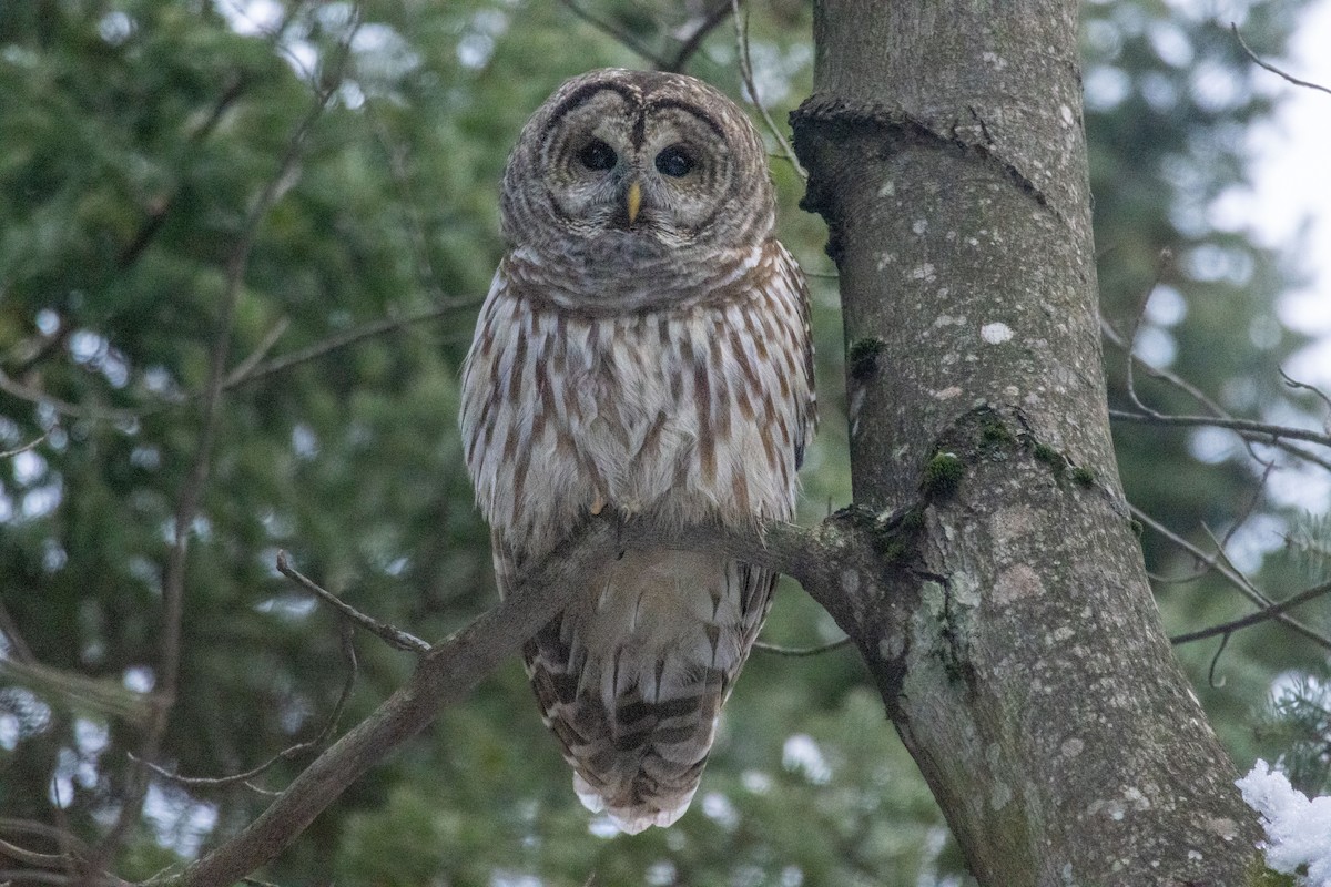 Barred Owl - ML645839721