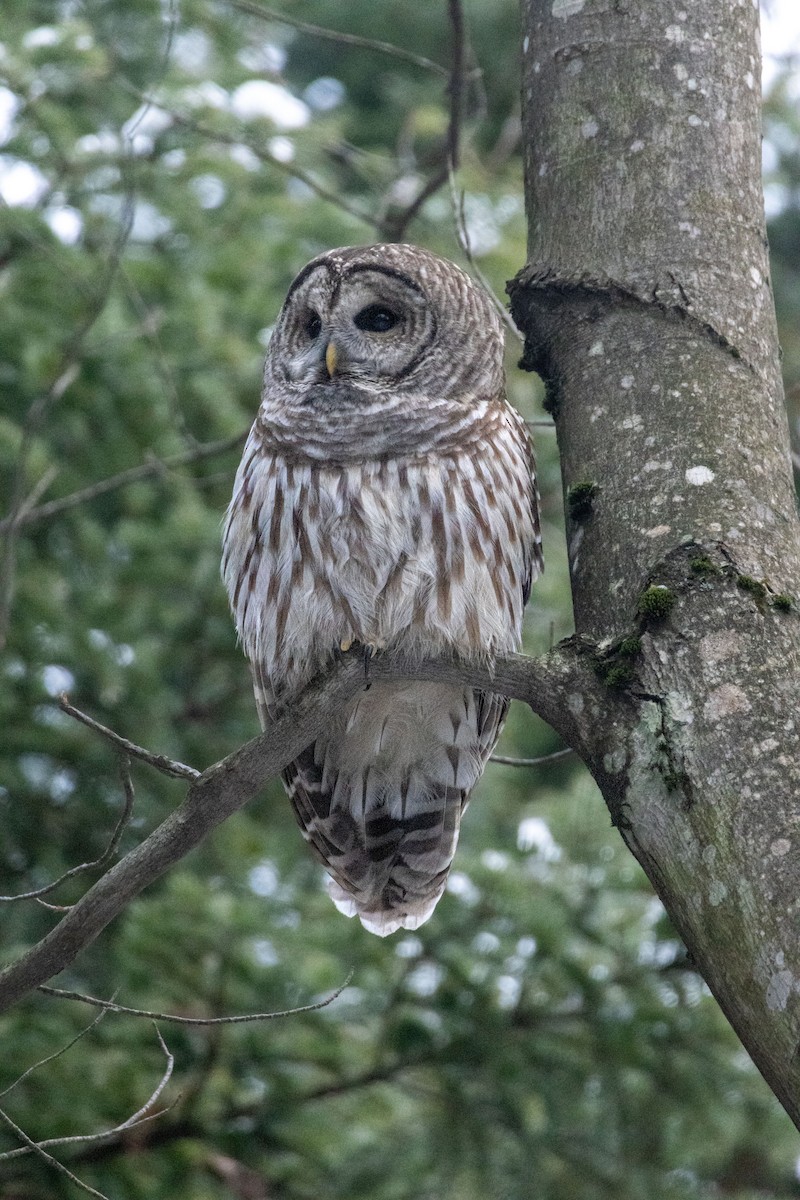 Barred Owl - ML645839722