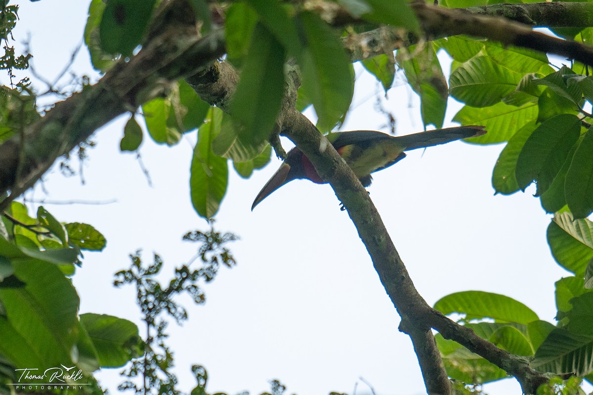 Ivory-billed Aracari - ML645839723