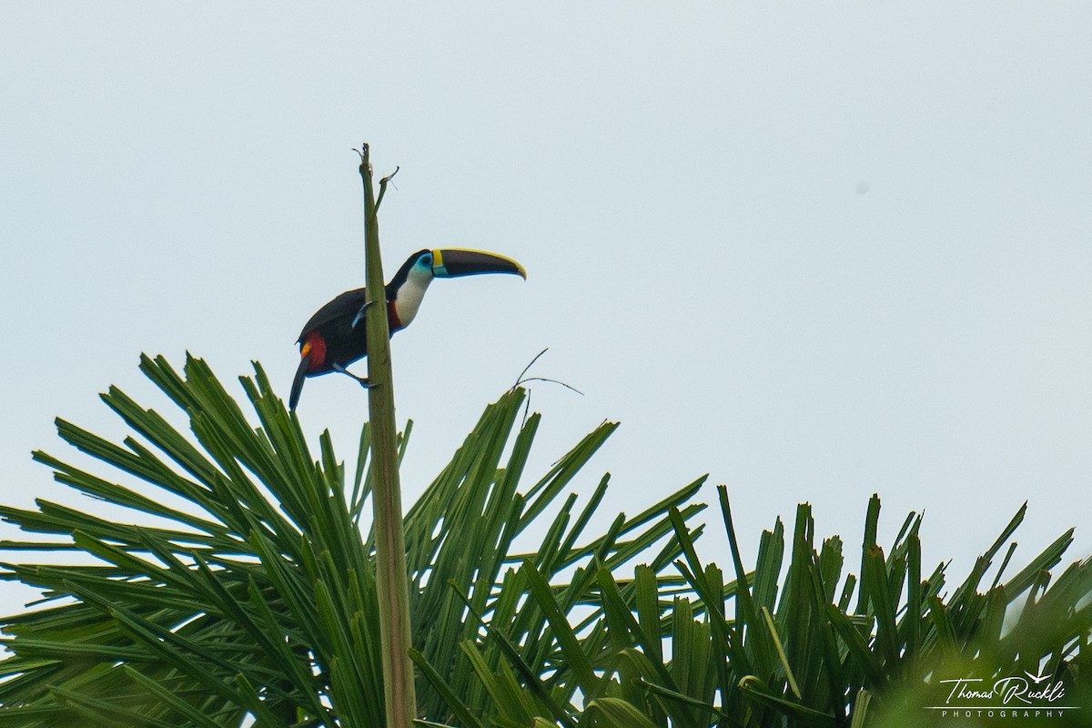 Tucán Pechiblanco - ML645839725