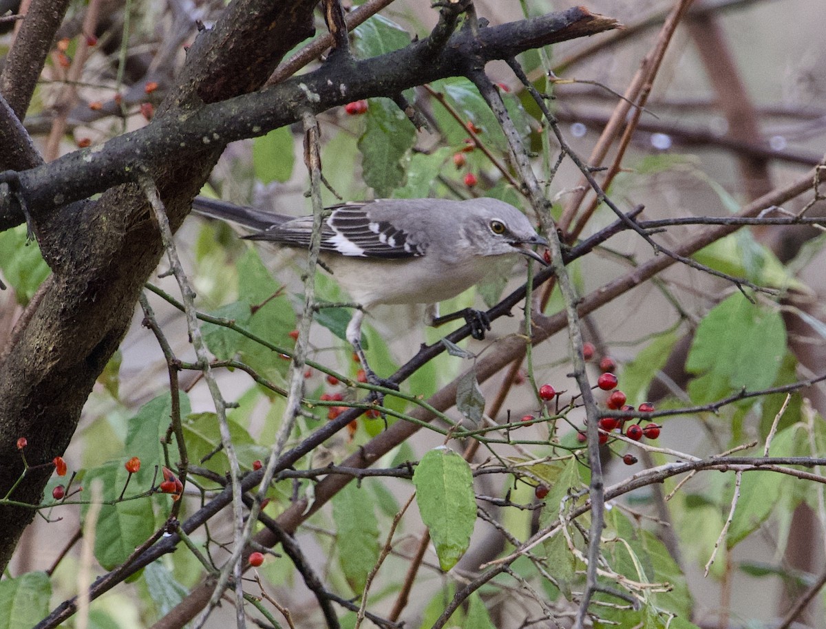Northern Mockingbird - ML645839726