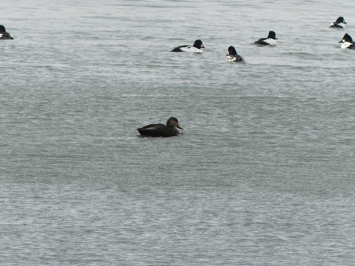 American Black Duck - ML645839727