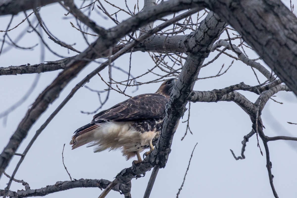 Red-tailed Hawk - ML645839732