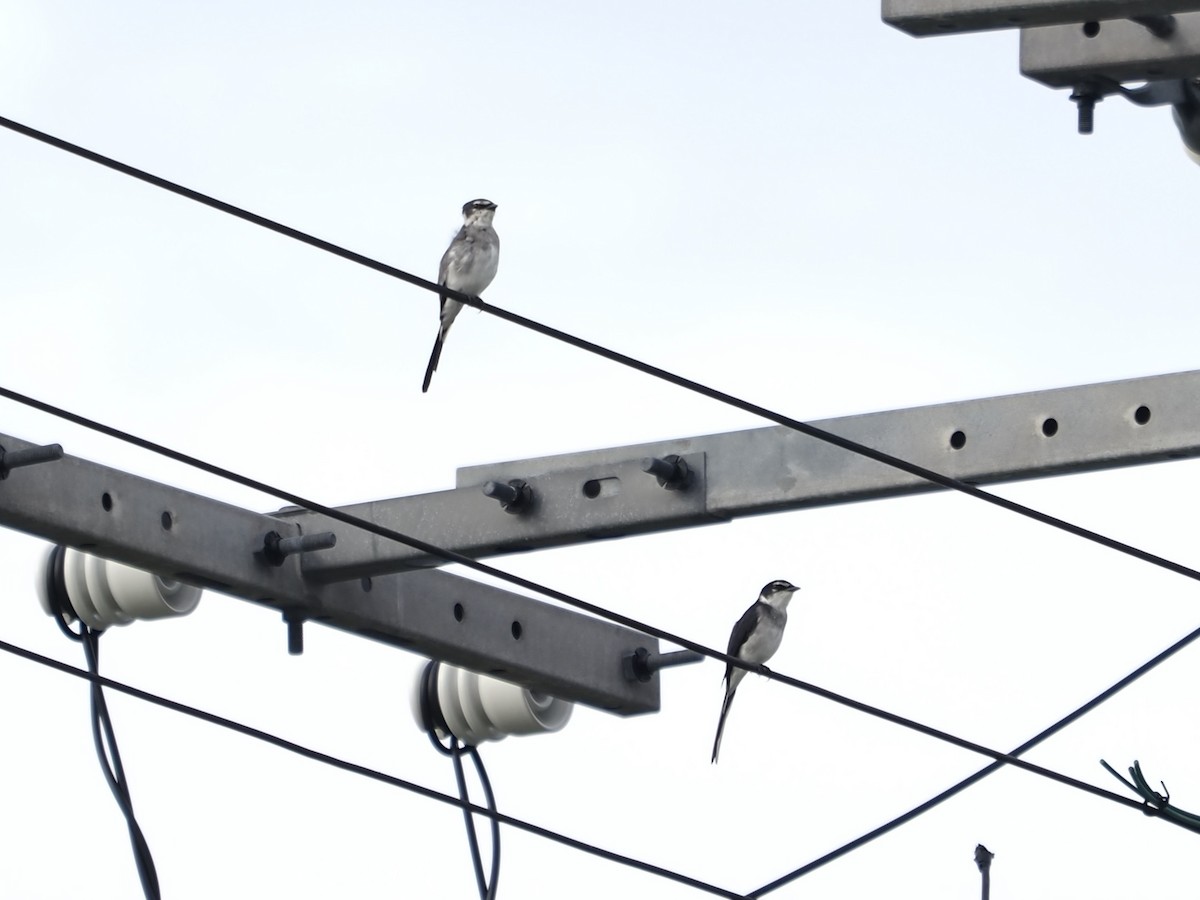 ryukyumønjefugl - ML645839733