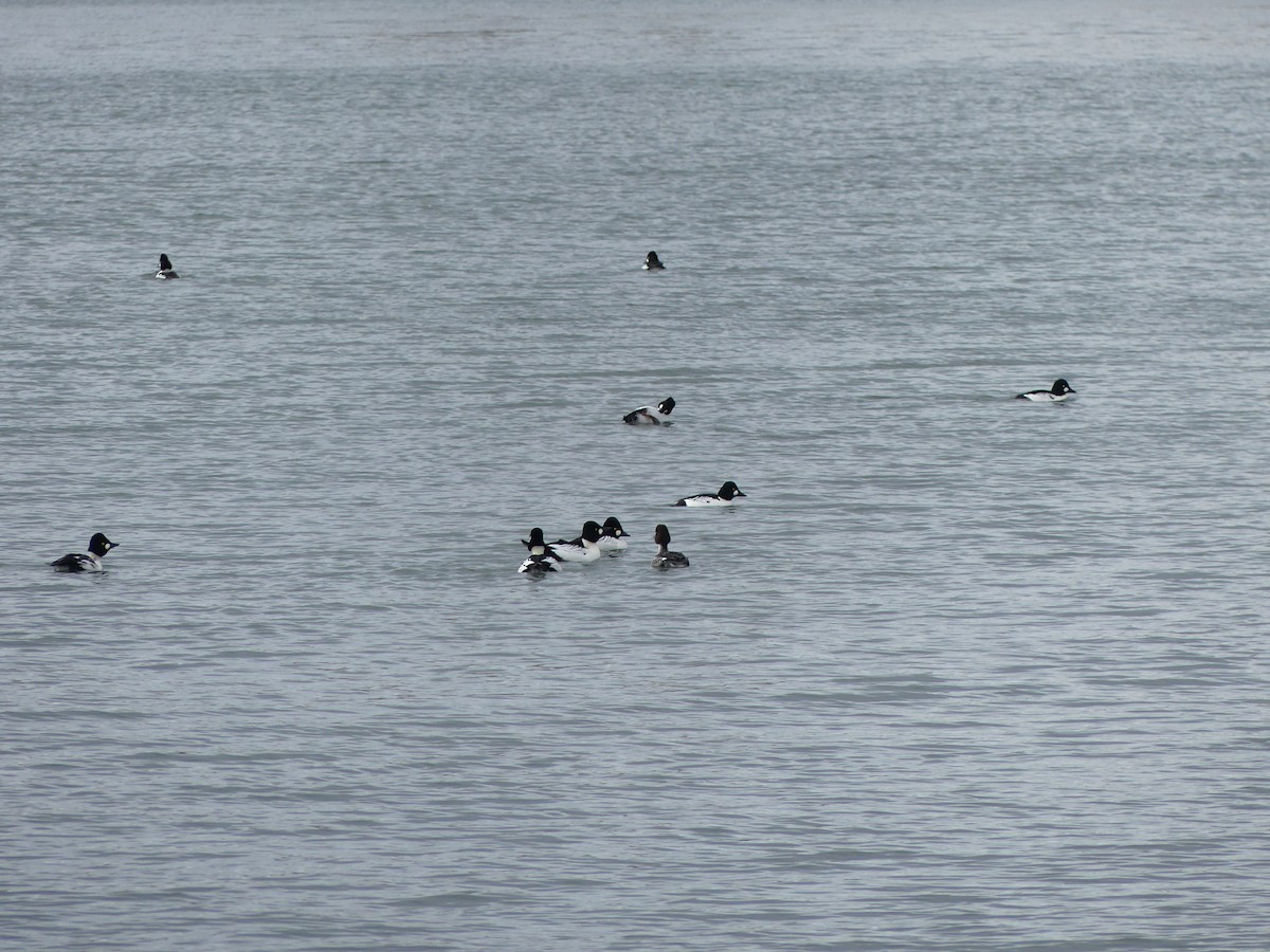 鵲鴨 - ML645839735