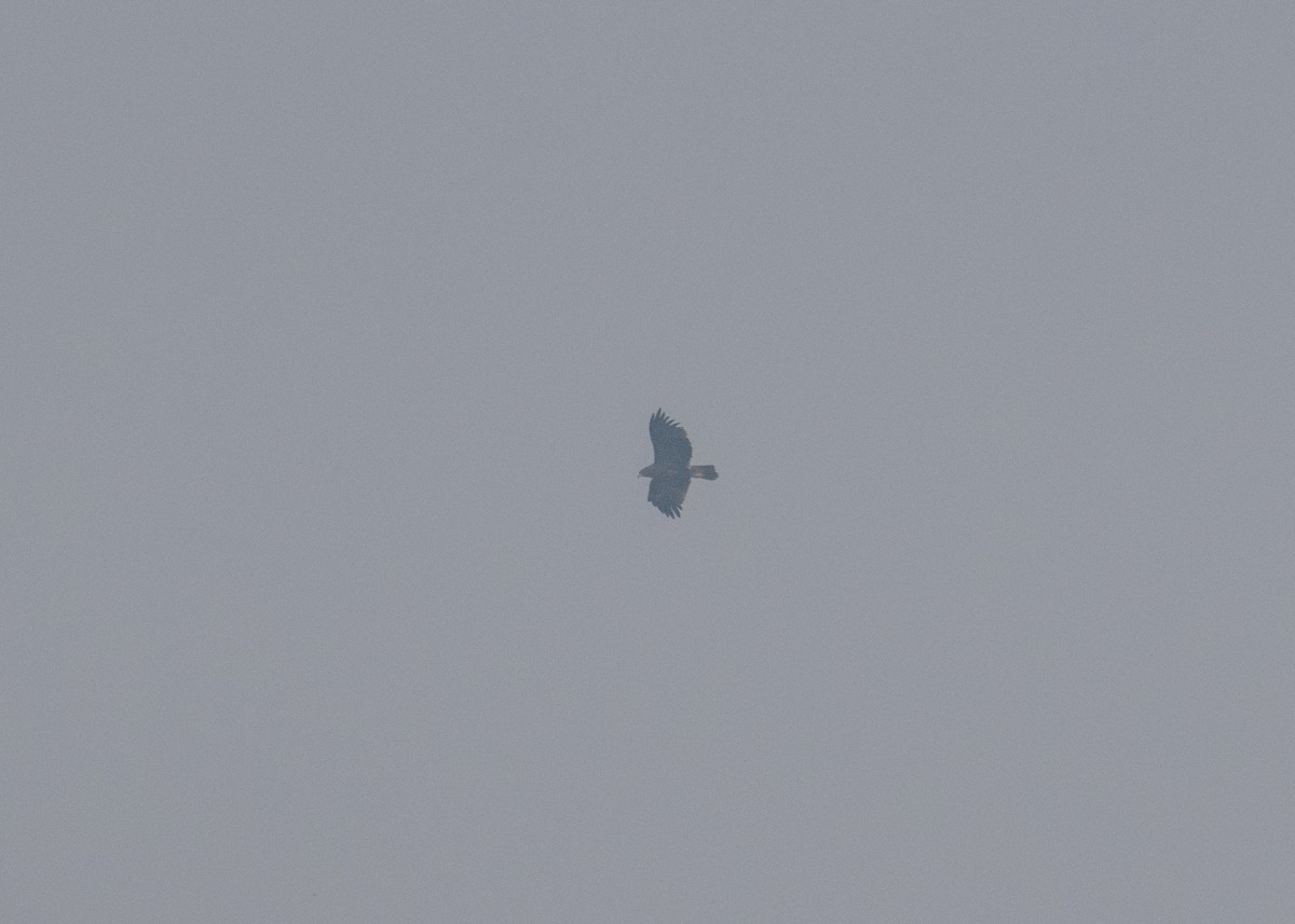 Indian Spotted Eagle - ML645839736