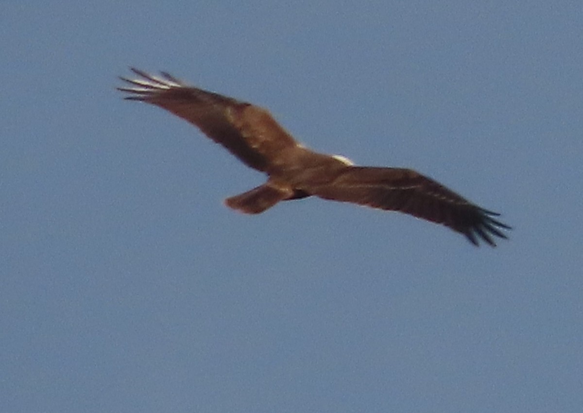 西方澤鵟 - ML645839737