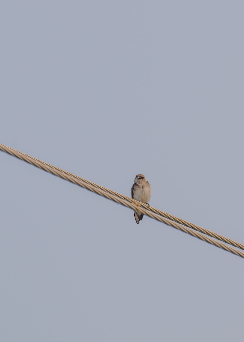 棕沙燕 - ML645839738