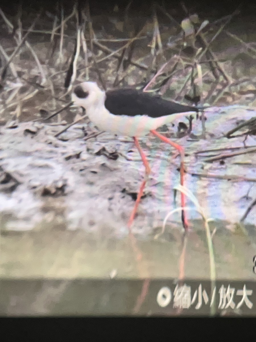 高蹺鴴 - ML645839739