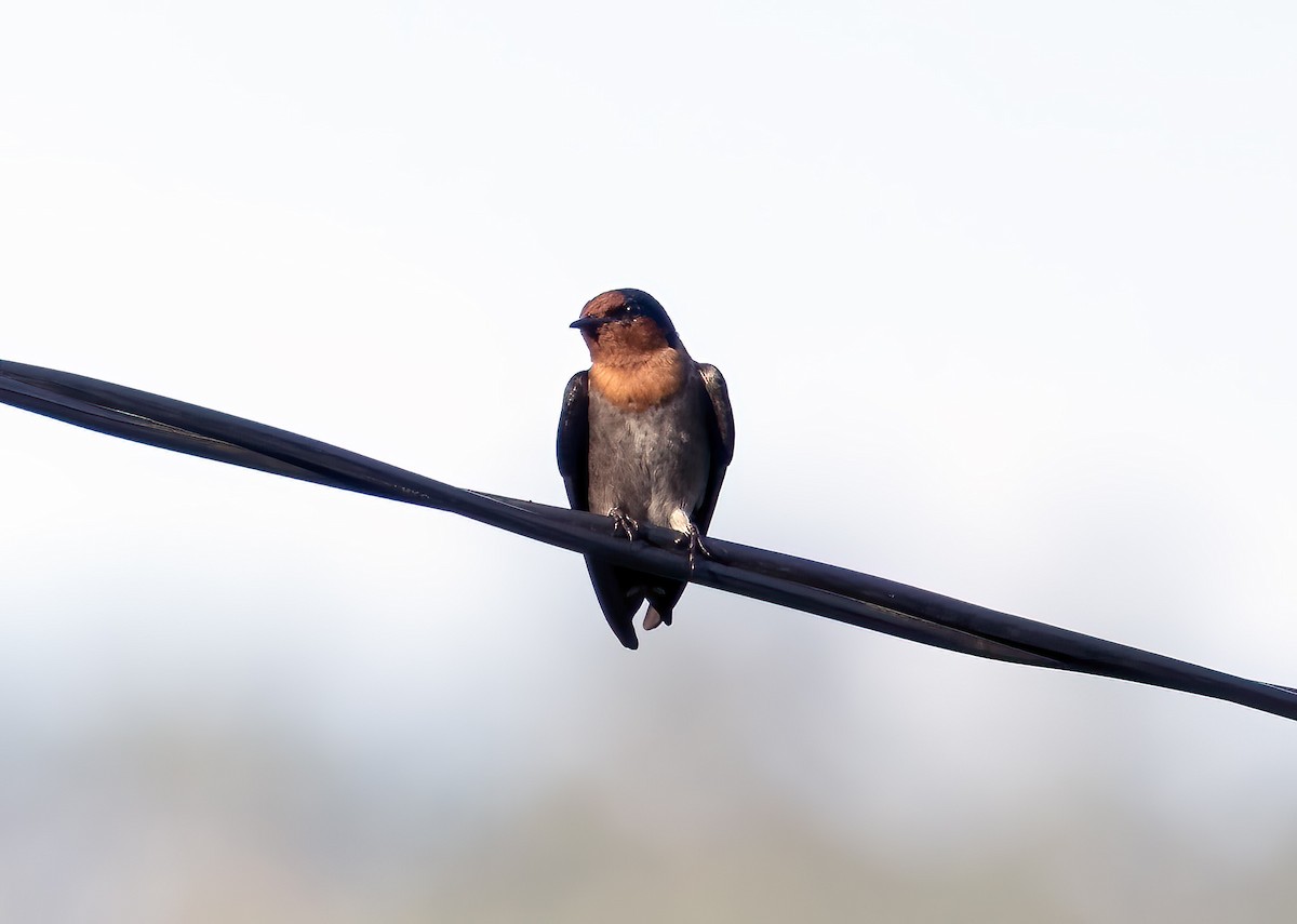 洋燕 - ML645839740