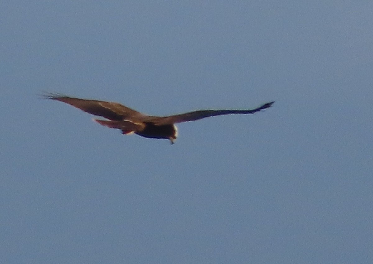 西方澤鵟 - ML645839742