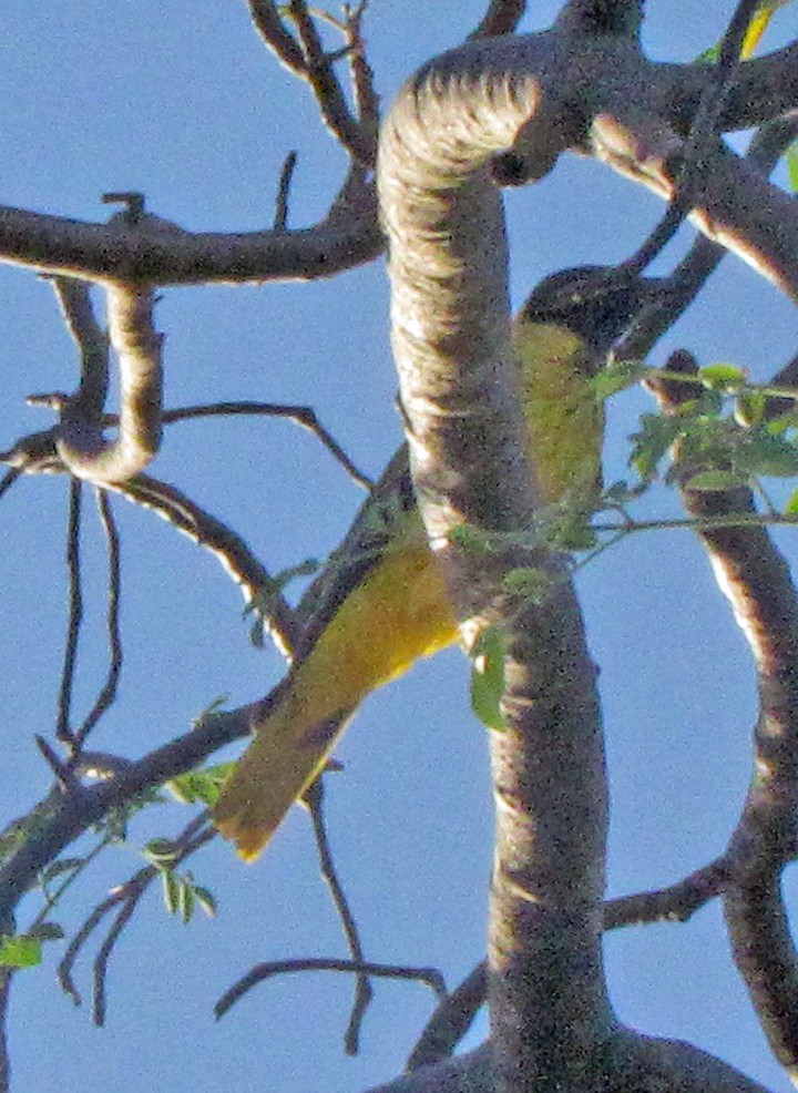 African Black-headed Oriole - ML645839744