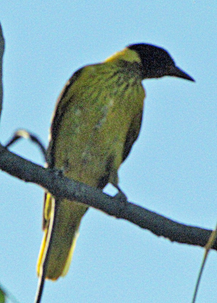 African Black-headed Oriole - ML645839745