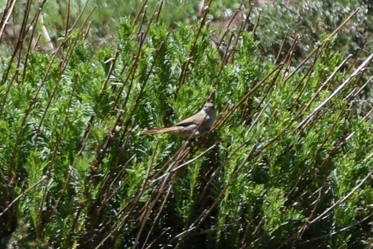 Cordilleran Canastero - ML645839746